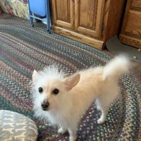 St Francis Pet Hospital ico