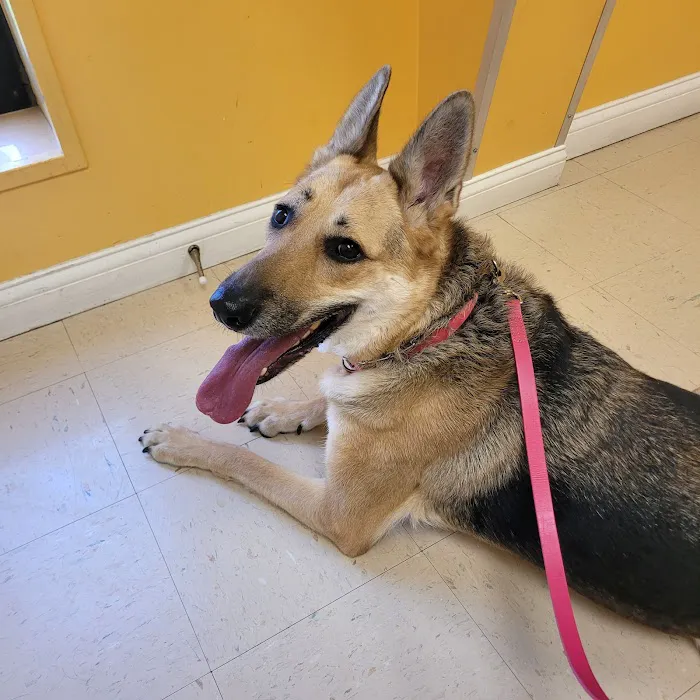 St Francis Pet Hospital 12