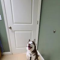Jackson County Animal Clinic ico