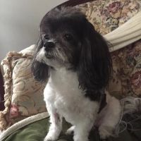 Seymour Animal Hospital ico