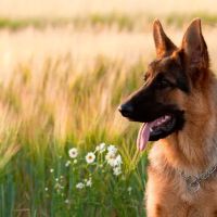 RLM Veterinary Services P.C. ico