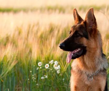 RLM Veterinary Services P.C.