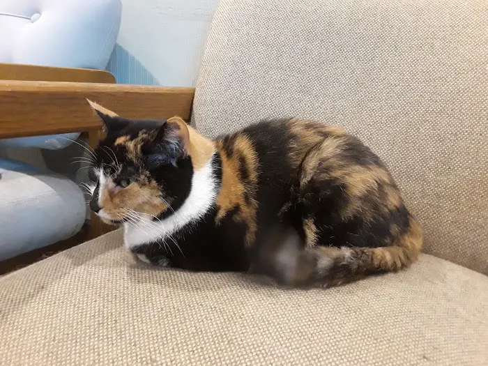 Cat Care Hospital 12
