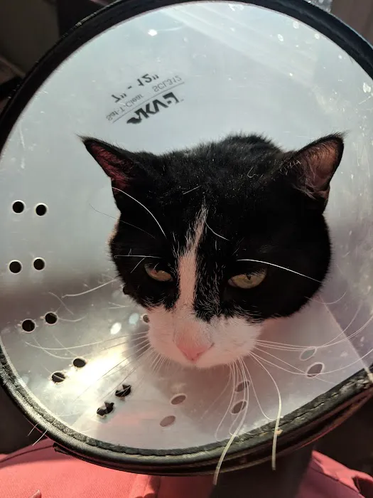 Cat Care Hospital 12