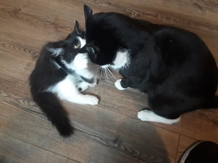 Cat Care Hospital 12