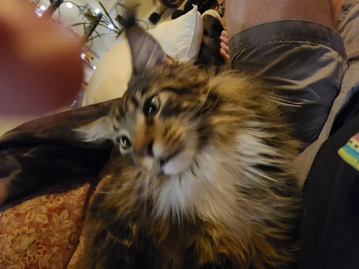 Cat Care Hospital 12