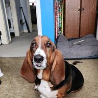 Animal Hospital of West Chester ico