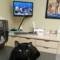 TLC Pet Care Centers ico
