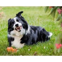 Towne Square Animal Clinic ico
