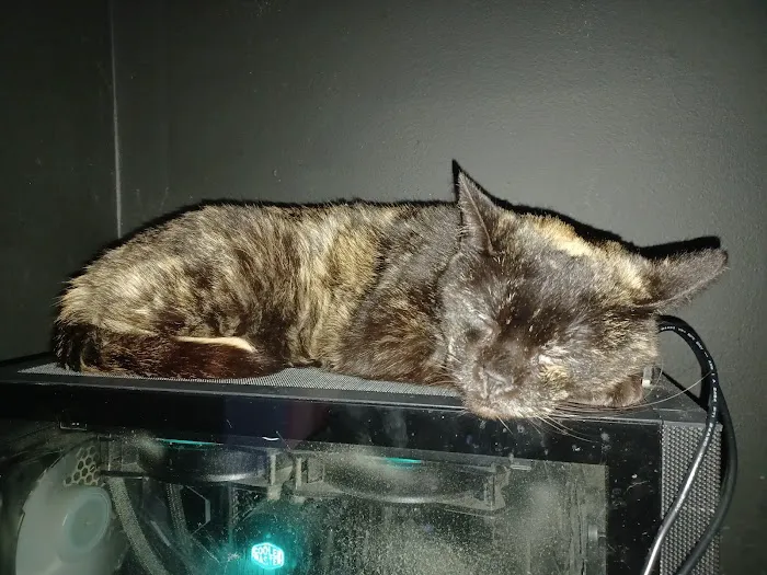 Towne Square Animal Clinic 12