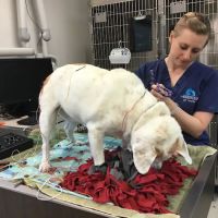 Evendale-Blue Ash Pet Hospital ico