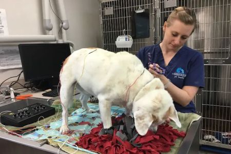 Evendale-Blue Ash Pet Hospital