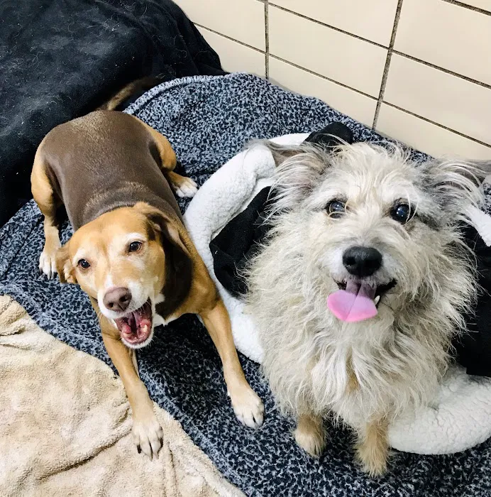Evendale-Blue Ash Pet Hospital 9