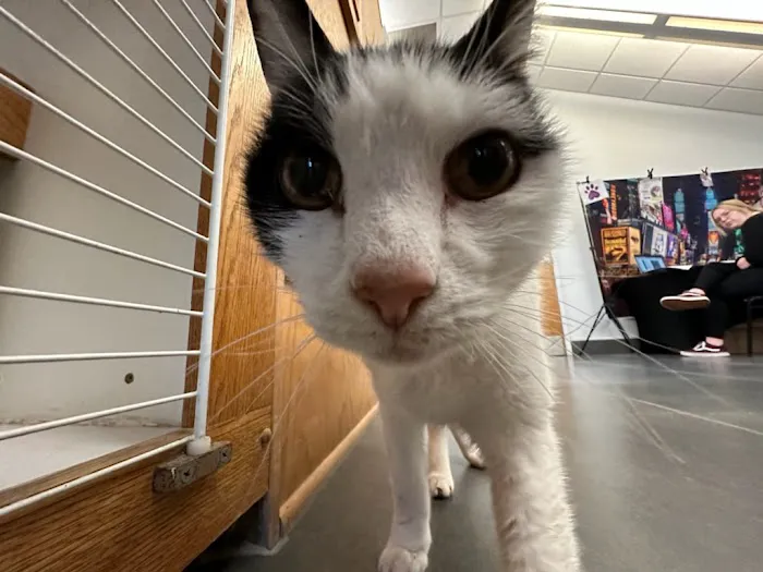 Mission Vet Urgent Care - Blue Ash 5