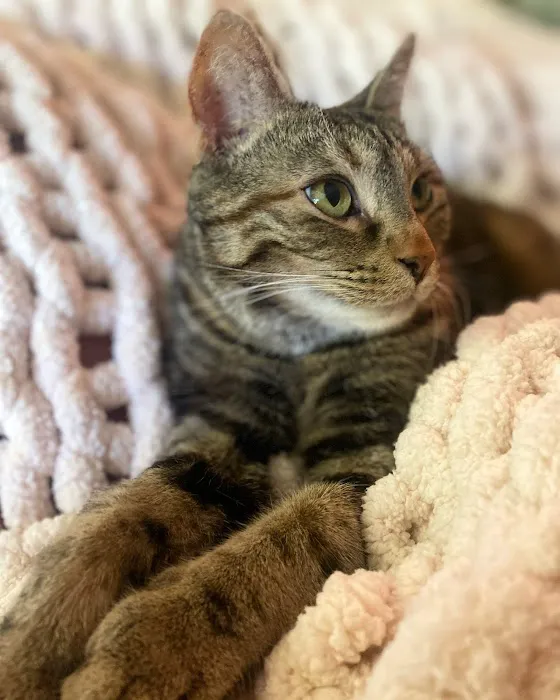 Mission Vet Urgent Care - Blue Ash 8