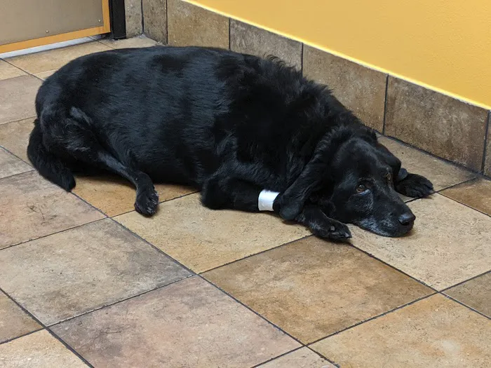 Banfield Pet Hospital 6