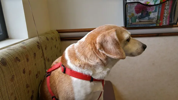 Kings Veterinary Hospital 6