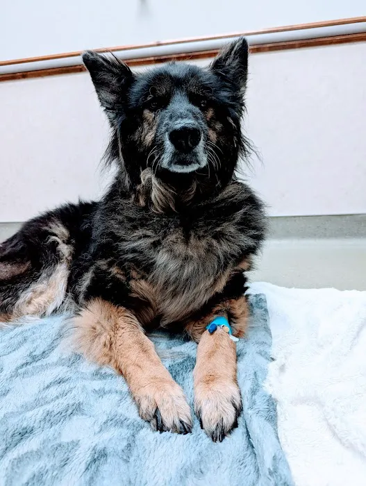 Kings Veterinary Hospital 7