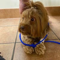 Kings Veterinary Hospital ico