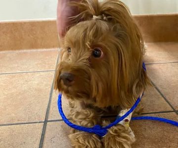 Kings Veterinary Hospital