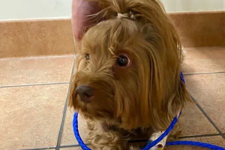 Kings Veterinary Hospital
