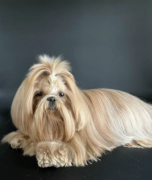 Kings Veterinary Hospital 9