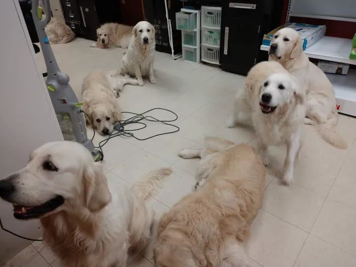 Pet Pro 12