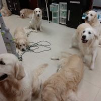 Pet Pro ico