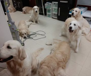 Pet Pro