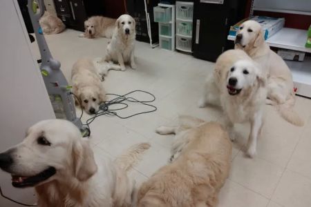 Pet Pro