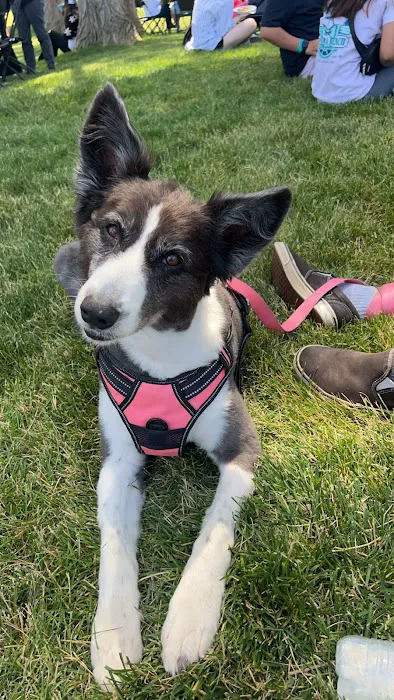 Pet Pro 12
