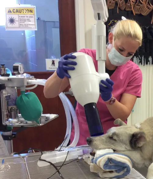 Loving Paws Pet Clinic 12