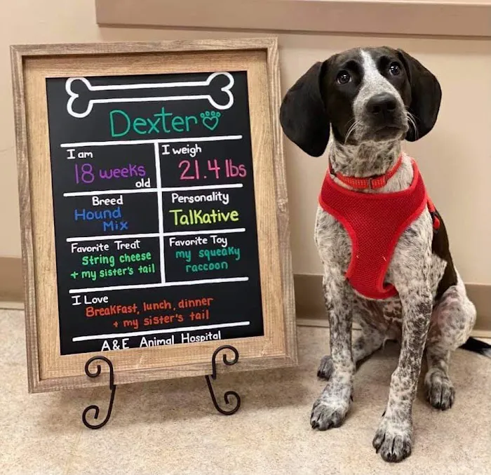 A & E Animal Hospital 9
