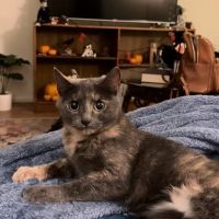 Beaumont Animal Clinic ico