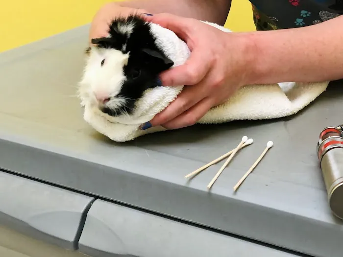All Creatures Animal Hospital 12