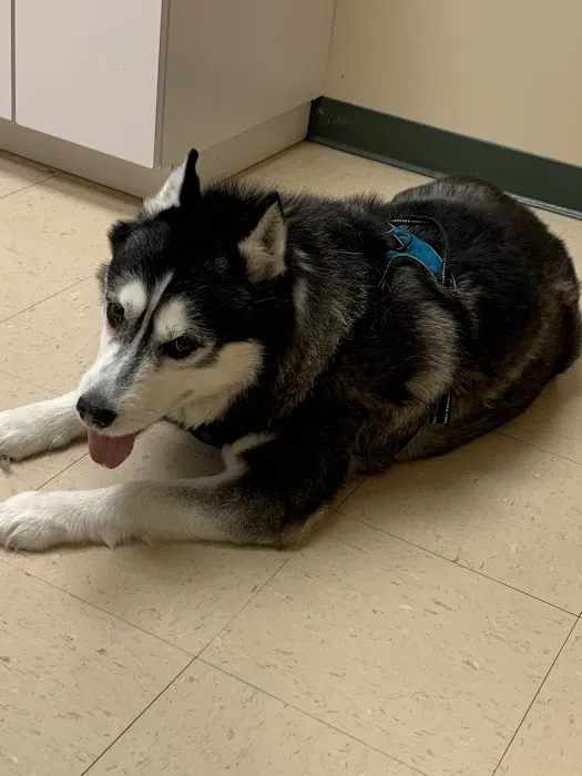 Veterinary Diagnostic Centers-Mokena, IL 12