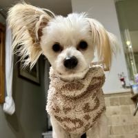 Veterinary Diagnostic Centers-Mokena, IL ico