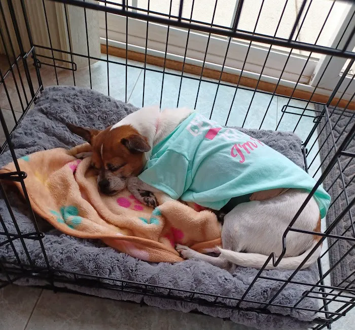 Animal Emergency of Mokena 7