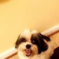 Animal Emergency of Mokena ico