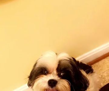 Animal Emergency of Mokena