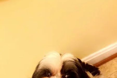 Animal Emergency of Mokena