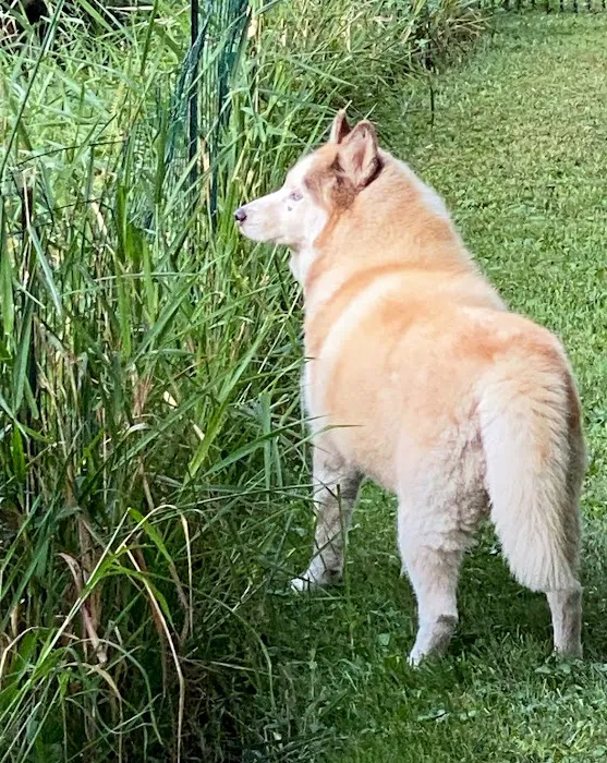 Animal Emergency of Mokena 9