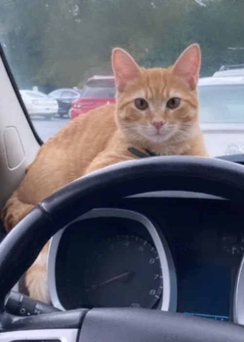 Animal Emergency of Mokena 4