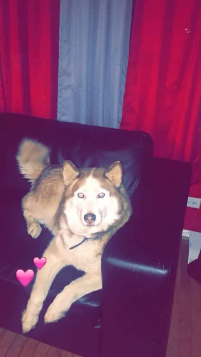 Animal Emergency of Mokena 2