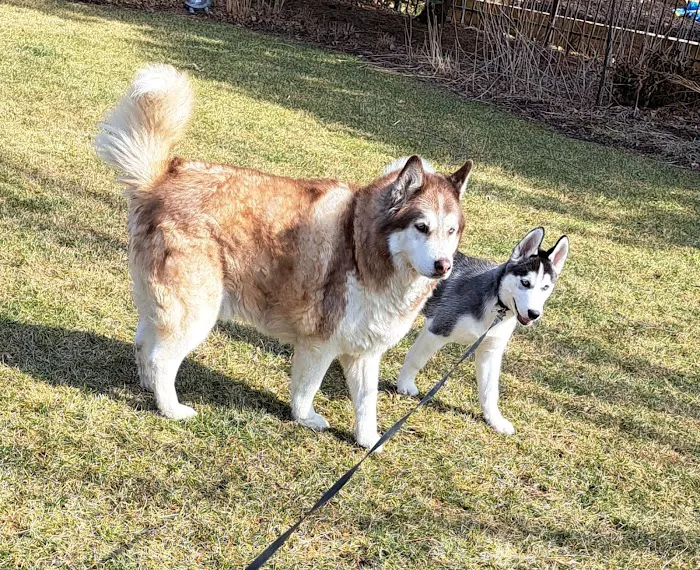 Mokena Animal Clinic 5