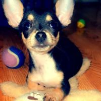 Southlane Veterinary Hospital ico