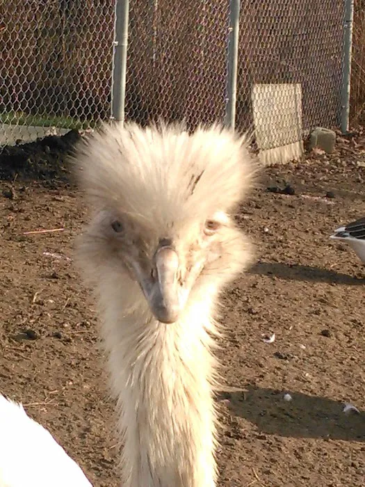 Westchester Animal Clinic 4