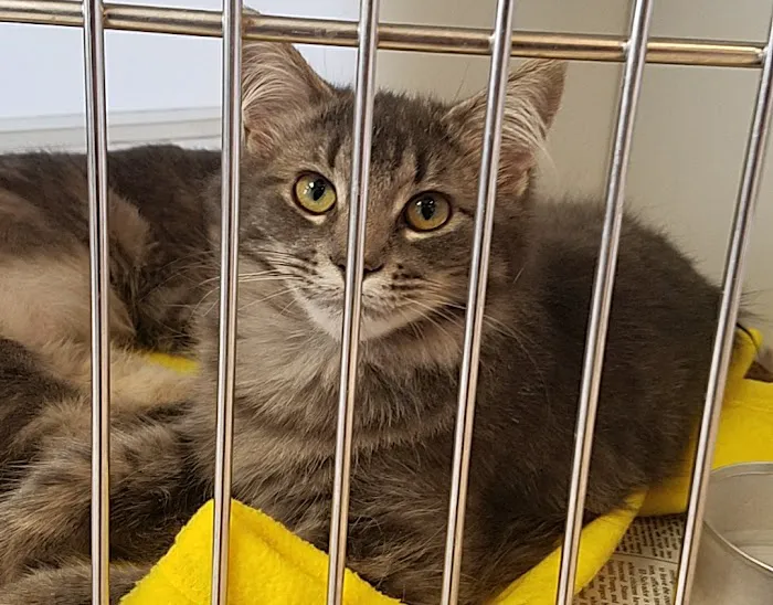 Westchester Animal Clinic 7