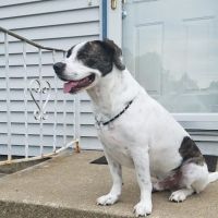 Vale Park Animal Hospital ico