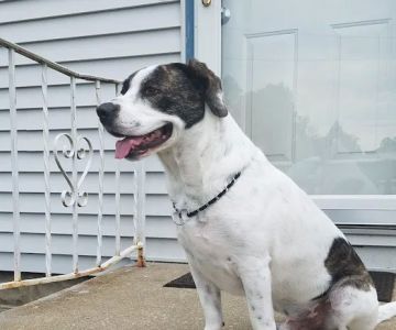 Vale Park Animal Hospital